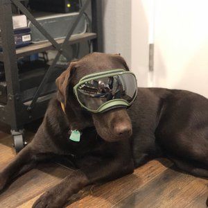 Rex Specs Large Goggles for Dogs